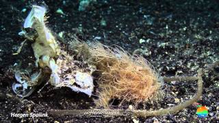 Muck Diving in Lembeh Strait Episode 5 [upl. by Rafe]