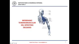 MTCH Recorrido de los Meridianos Tendinomusculares [upl. by Abrahan]