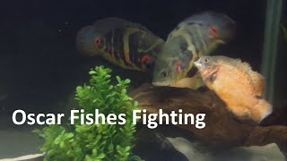 Oscar Fish Fighting Video Copper Oscar amp Tiger Oscar In A 150 Gallon Tank [upl. by Nomis707]