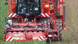 Holmer T440  Rübenernte  Beet Harvest 2018 [upl. by Condon]