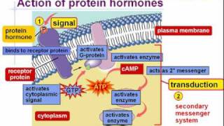 endocrine system part 2 [upl. by Thun874]