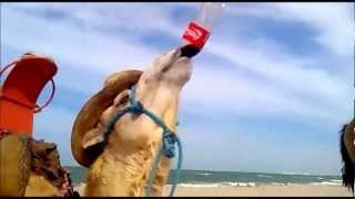 camel drinking coca cola DJERBA عنتر يشرب الكوكا كولا [upl. by Zacarias]