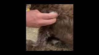 How to apply a Freestyle Libre sensor on a diabetic dog [upl. by Elladine]