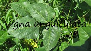 How to Pronounce Vigna unguiculata [upl. by Korry]