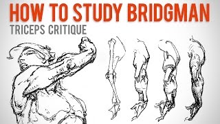 How to Study Bridgman  Student Anatomy Critique [upl. by Courtland]