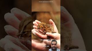 Rusty Spotted Cat 🐈 ytshorts shorts facts diwakarsingh06 [upl. by Anah830]