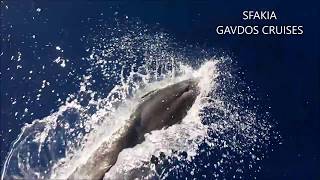 GAVDOS CRUISES and DOLPHINS [upl. by Dikmen]