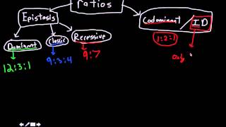 ratios to know for genetics [upl. by Melleta]