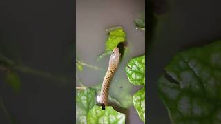 🐍Water snake hanting fish🐍 shortvideofishing [upl. by Adnert]