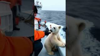 The lost polar bear reunited with her mom [upl. by Airitak170]