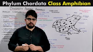 Class Amphibia Phyum Chordata kingdom animalia [upl. by Einnig]