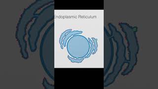 Endoplasmic Reticulum Transport Overview cellbiology [upl. by Kletter]