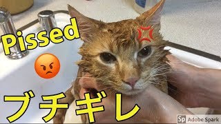 水嫌いな猫をお風呂に入れたらブチギレた！😾 Cat Bath Freak Out ‼️ [upl. by Brandtr]