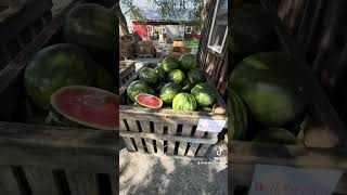 Roadside Stand RoundUp in Lancaster PA [upl. by Enimassej40]