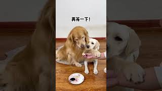 Simba I only eat dumplings dipped in vinegar Cute pet debut plan Fantastic animals on Douyin Dogs [upl. by Enale532]