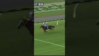 VELOCIOUS horseracing horsetrack horsesport automobile goracing [upl. by Reidid]