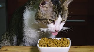 ASMR KITTY CRUNCH Dry Food Feast  Extreme Cat Eating Sounds  고양이  먹방 [upl. by Orji]