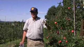 4 rules for pruning tallspindle apples [upl. by Lela928]