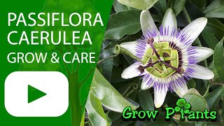 Passiflora caerulea  grow amp care Passion fruit [upl. by Names]