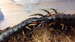 Scolopendra galapagoensis mating [upl. by Nnahgaem]