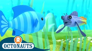 Octonauts  Combtooth Blenny and The Oarfish  Cartoons for Kids  Underwater Sea Education [upl. by Hailey]