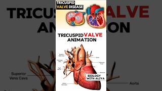 Tricuspid Valve Animation medical animation 3d short  BiologywithAliya [upl. by Rorke]