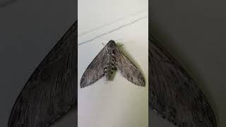 Convolvulus hawk moth [upl. by Kahlil]