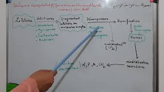 Les facteurs édaphiques Schéma récapitulatif du formation de lhumus et des sels minéraux [upl. by Ethbun]