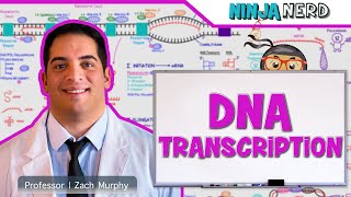 Cell Biology  DNA Transcription 🧬 [upl. by Attenyl]