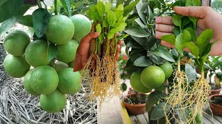 Cientos de limones con este nuevo método de reproducción de limón  Propagar limón en Maceta [upl. by Yenahc]