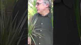 Conseils jardinage Dracaena marginata Entretien et arrosage plante verte dintérieur [upl. by Orit459]