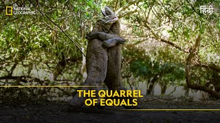 The Quarrel of equals  Animal Fight Club  हिन्दी  Full Episode  S4  E4  National Geographic [upl. by Llib]