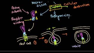 Corynebacterium diptheriae pathogenesis [upl. by Karine]