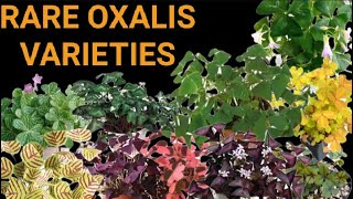 DIFFERENT VARIETIES OF OXALIS PLANT [upl. by Sucramej]