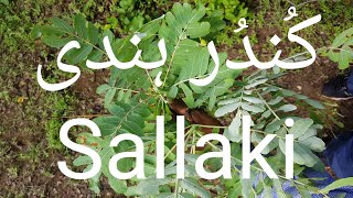 Sallaki  Shallaki  Salai gugalkundur ke fayde کُندُر ہندی کی معلومات نسخہ جات اور شناخت [upl. by Asor]