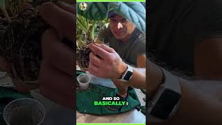 How to Multiply Your Alocasia Plants Propagation Made Easy [upl. by Neelav]