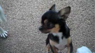 Talking dog chihuahua Boo Boo [upl. by Toft926]