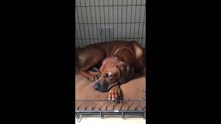 Rhodesian Ridgeback with juvenile Myoclonic epilepsy [upl. by Lemar]