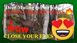 Deer mating at local deer farm in Norway viral viralvideo deer deermating animals [upl. by Jegger]