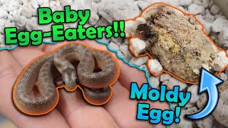 Baby EggEating Snakes Hatching [upl. by Parik]