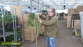 The hanging siberian peashrub Caragana arborescens pendula [upl. by Laehcym242]