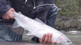 Spring Steelhead on the fly Terrace BC [upl. by Airitac]