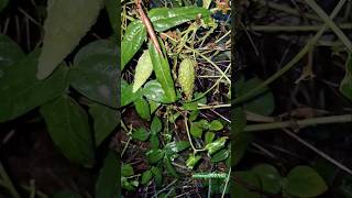 milkweed nature vegetation plant [upl. by Stanhope]