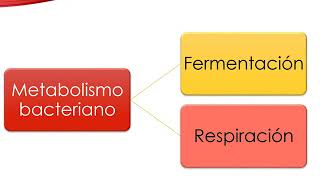 METABOLISMO BACTERIANO [upl. by Service]