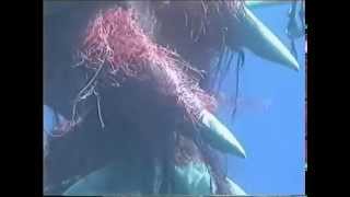 Sperm Whale Rescue [upl. by Hillman]