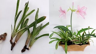 How to Grow Bromeliad and Amaryllis Plants at Home  Arrangement and Care Tips [upl. by Lashondra]