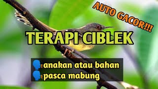 TERAPI MALAM HARI CIBLEK AUTO GACOR [upl. by Enneicul]