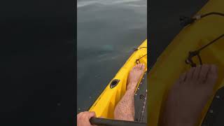 The Pacific Sunfish makes an appearance in our local SoCal waters sunfish molamola fishing fish [upl. by Brandie]