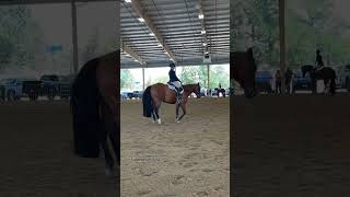 Hunter Under Saddle Explained shorts aqha quarterhorse hunterundersaddle horseshow [upl. by Nur]