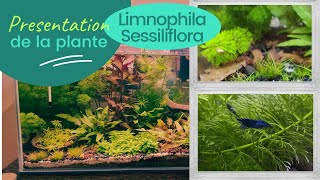 Limnophila sessiliflora  plante  aquarium eau douce [upl. by Rifkin961]